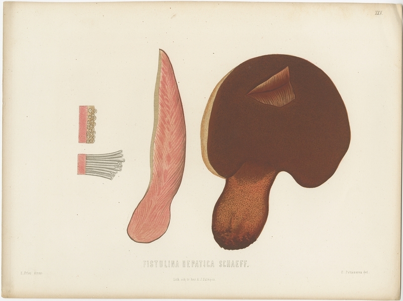 Antique Mycology Print Of The Beefsteak Fungus By Fries (C.1860)