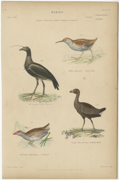 Pl. 28 Antique Bird Print Of The Horned Screamer And Other Birds By Richardson (C.1860)