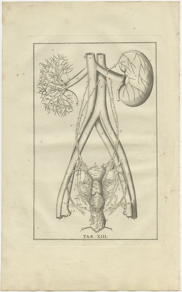 Pl. 13 Antique Anatomy Print Of The Endocrine System By Elwe (1798)