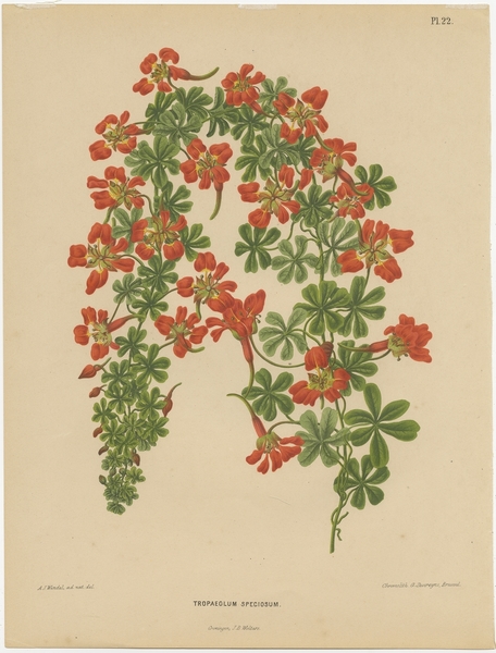 Antique Print Of The Tropaeolum Speciosum By Severeyns (1879)