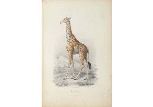 Buffon Illustré   Watercolor Lithograph   La Giraffe
