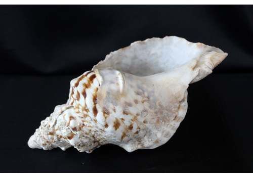 Large Vintage Seashell, Conch Shell, Vintage Beach Decor, White Pink Spikes, Conchology, Mollusk