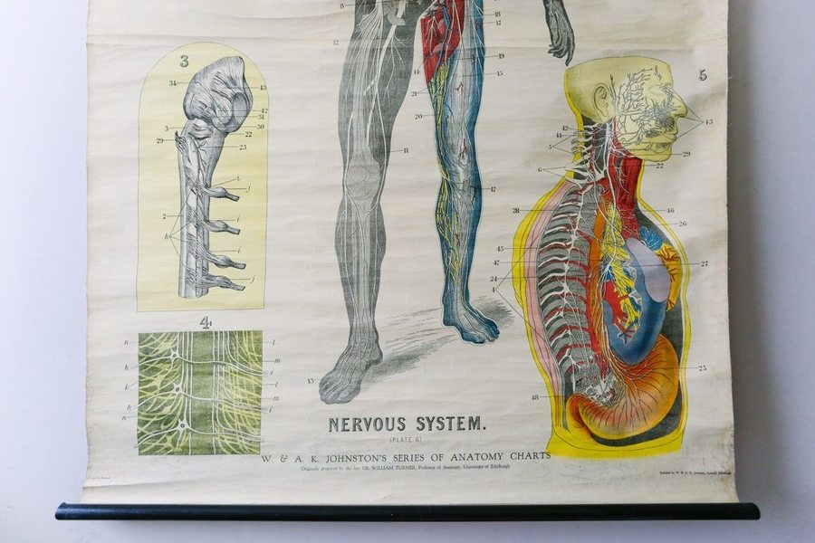Printable Anatomy Posters (High Res) | Nervous System | The Comical
