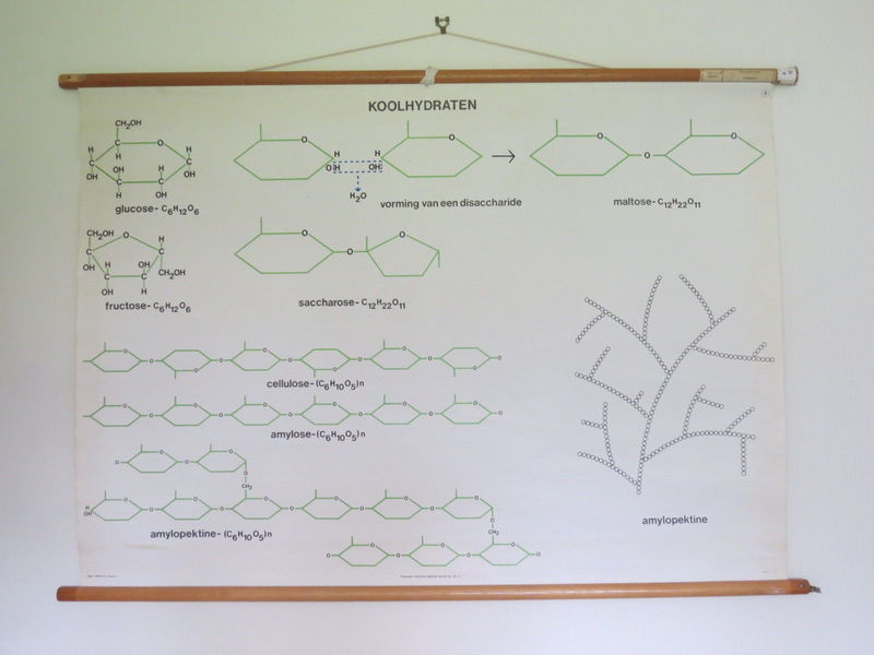 Vintage Roll Down Medical School Biochemistry Chart Of Carbohydrates Structure