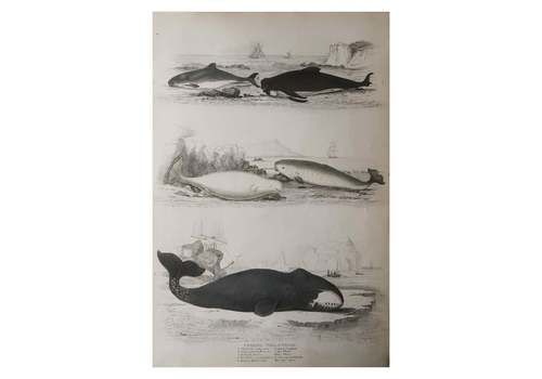 Large Original Antique Natural History Print, Whales, Circa 1835