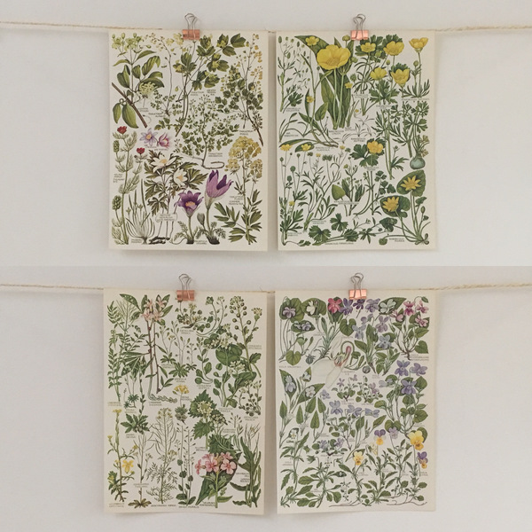 Vintage 1960 S Book Pages British Flora Flower Botanical Fl Plants Nature Ilrations Print Set Of 4 Wall Decor Vinterior - Botanical Wall Art Set Of 4 Vintage 1960 S Book Pages British Flora Flower Botanical Fl Plants Nature Ilrations Print Set Of 4 Wall Decor Vinterior - Botanical Wall Art Set Of 4