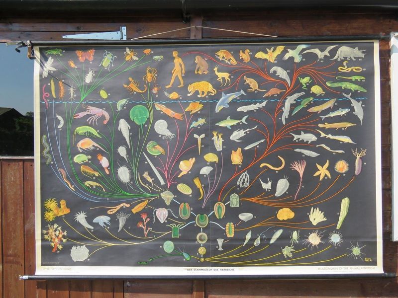 Large Vintage Roll Down School Wall Chart Of Relationships Of The