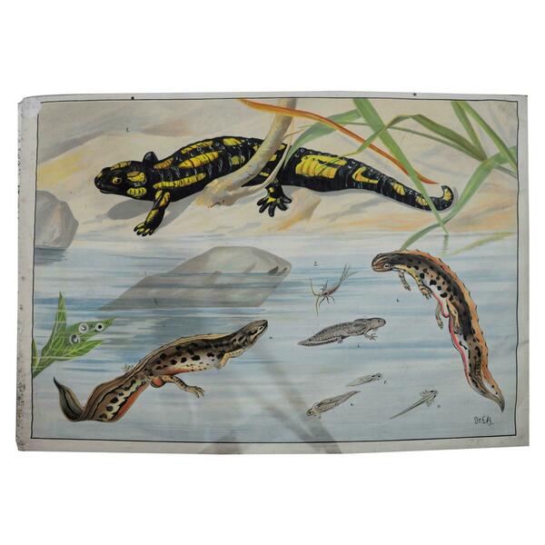 Vintage Wall Chart Print Salamander Newt Amphibians Tadpoles Underwater ...